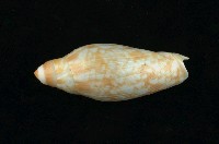 藏品(葛羅氏渦螺)的圖片